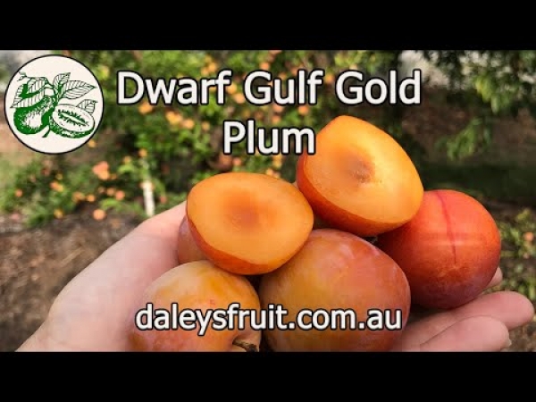 Dwarf Gulf Gold Plum YouTube Video giving all the information about how to grow the taste and close up photos of this fruit when they are ready to harvest