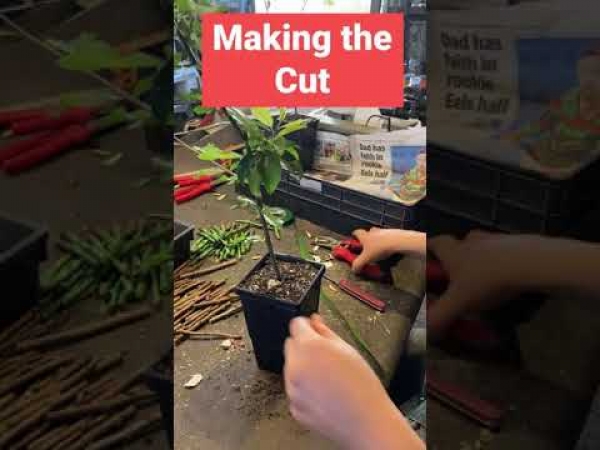 Youtube Shorts: How we graft your Gulf Gold Dwarf plum fruit trees