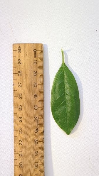 Leaf of the Dwarf Plum - Mariposa
