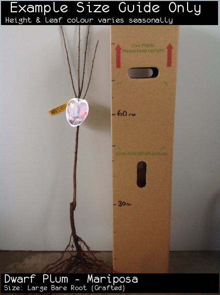 Dwarf Plum - Mariposa For Sale (Size: Large Bare Root) (Grafted)