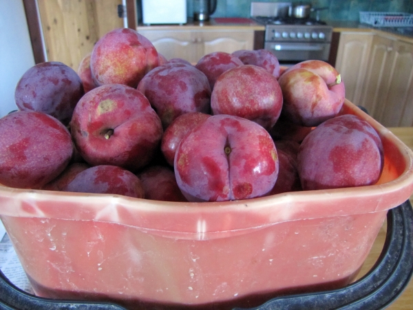 Satsum plum Fruit just picked