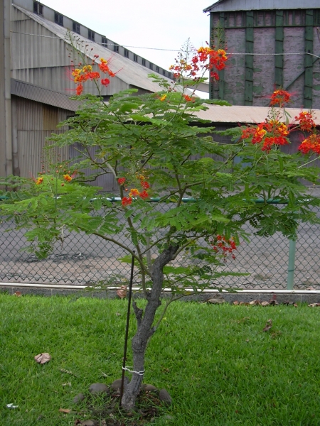 Poinciana - Dwarf Tree