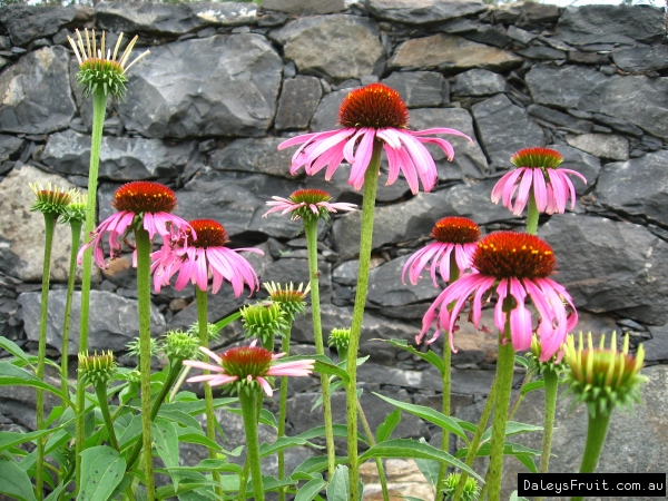 Echinacea flowers