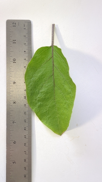 Leaf of the Eggplant -  Early Long Purple