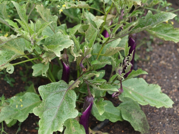 Early Long Purple Eggplants