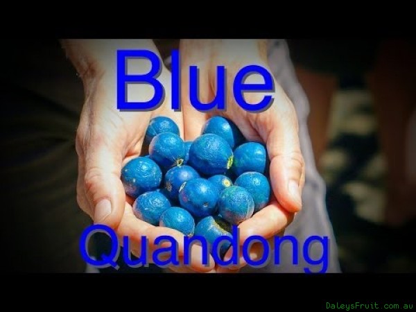 Blue quandong
