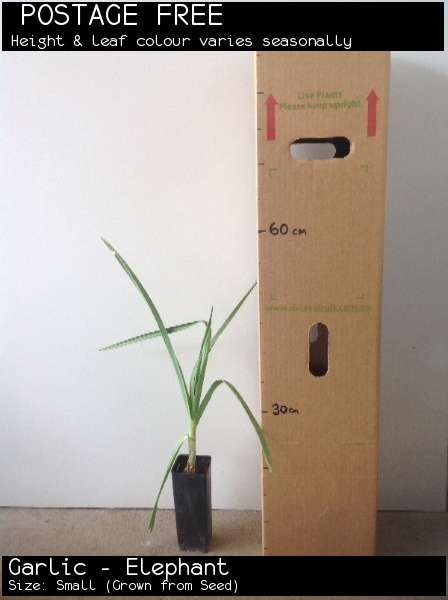 Garlic - Elephant For Sale (Size: Small) (Grown from Seed)