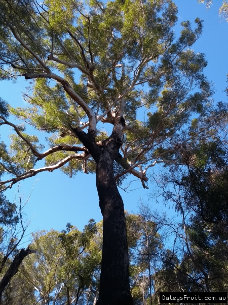 Notice the rough black bark on the trunk but towards the top it is smooth white bark a great specimen of a blackbutt Eucalyptus tree