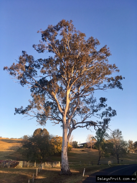 Eucalyptus - Forest Red Gum location at Fawcett Plains Kyogle