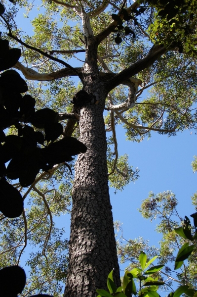 Gympie messmate (Eucalyptus cloeziana)  Location: tropical Hinchinbrook island, QLD, Australia