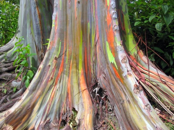 Rainbow Gum Compliments of Amusing Planet