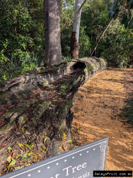 River red gum log from approximately 500 year old tree in Adelaide Botanic Gardens