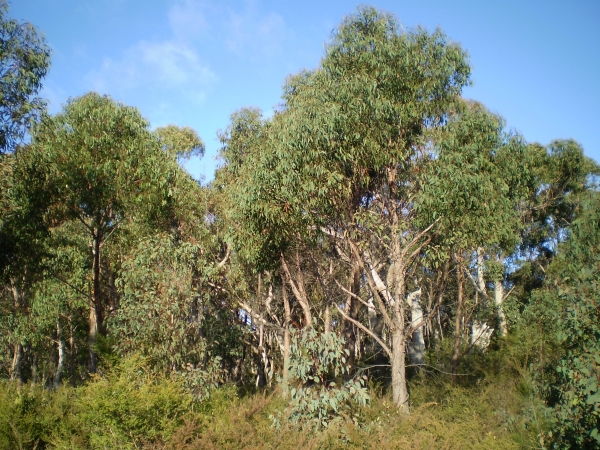 Eucalyptus olida, strawberry gum, dominated woodland with shrub understorey.