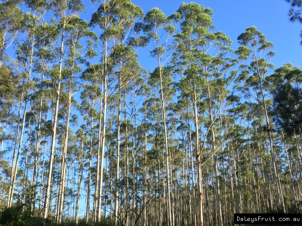 Dunns White Gum plantation Taverners Rd