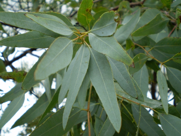 Leaf of Eucalyptus staigeriana, lemon ironbark.  Location: Northern New South Wales, Australia. Cultivated tree.