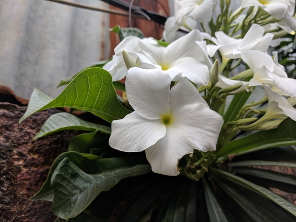 frangipani evergreen