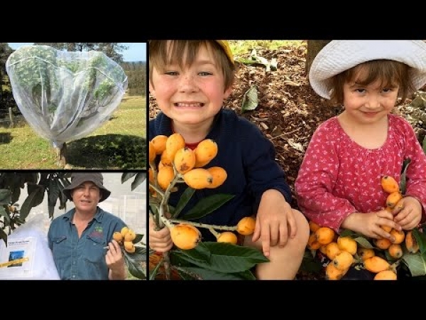 Video Fruit Fly Exclusion Net for Fruit fly bats and birds