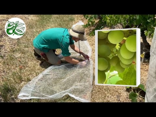 YouTube Using Fruit Fly Netting to protect a pink iona grape vine from the birds