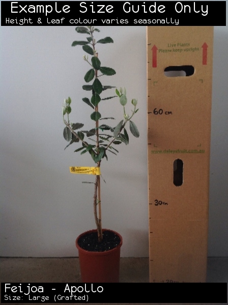 Feijoa - Apollo For Sale (Size: Large) (Grafted)