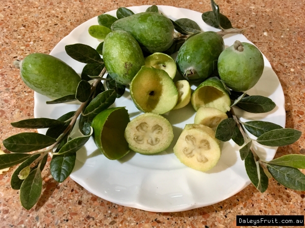 Feijoa Apolla Fruit also showing the flesh scooped out. This is easily done with a spoon even though the skin is quite thin. This fruit was picked at Daleys Fruit Tree Nursery and is part of our stock plants.