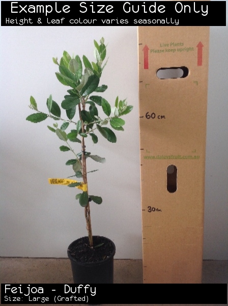 Feijoa - Duffy For Sale (Size: Large) (Grafted)