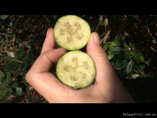 Growing Feijoa Fruit Trees