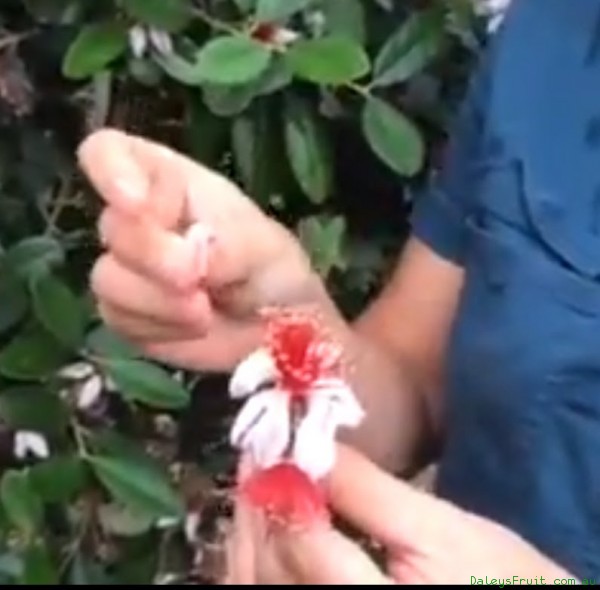 You can Eat the flowers