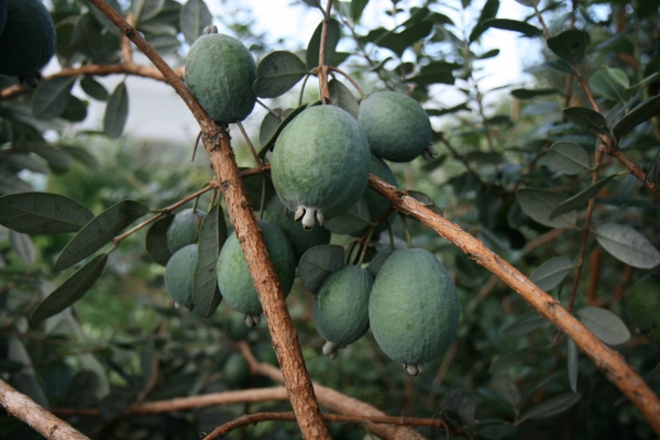 What feijoas look like ripening on the tree