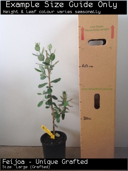 Feijoa - Unique Grafted For Sale (Size: Large) (Grafted)