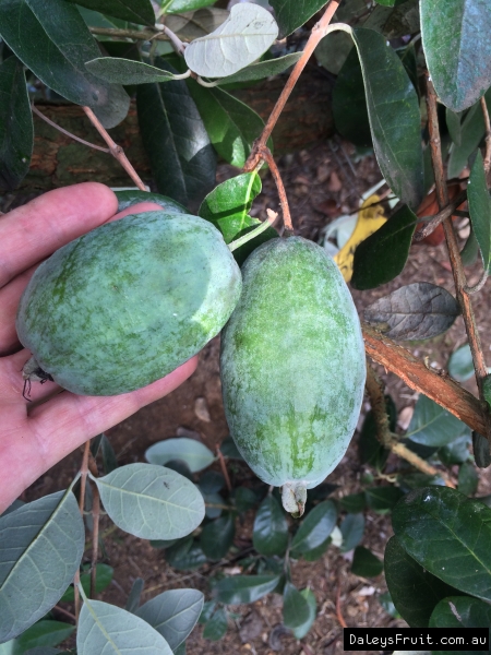 Unique fruit in Exclusion Orchard