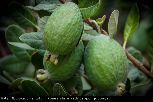 Feijoa on Fruit Tree