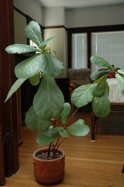 Fiddle leaf Fig in pot