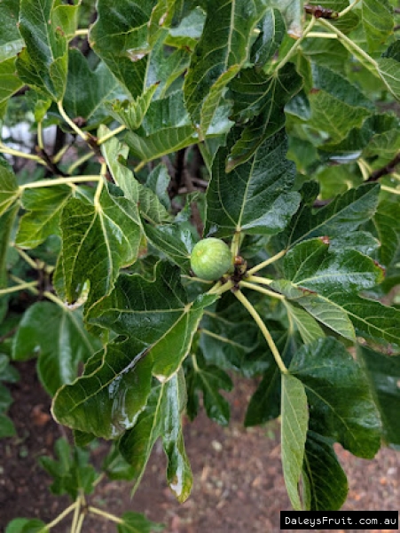Panache Fig fruit developing on branch