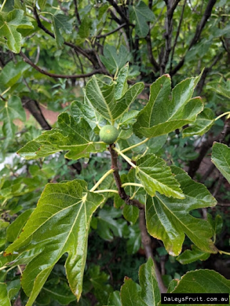 Panache Fig fruit developing on branch