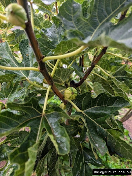 Col De Dam Rimada Fig fruit developing on branch