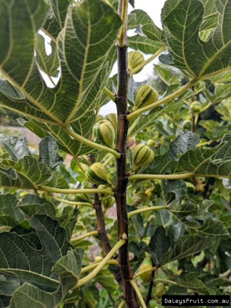 Col De Dam Rimada Fig fruit developing on branch showing variegation stripe on fruit and stem