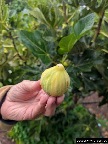 Col De Dam Rimada Fig fruit