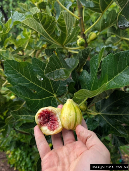 Col De Dam Rimada Fig fruit split to show red flesh and variegated skin against leaves