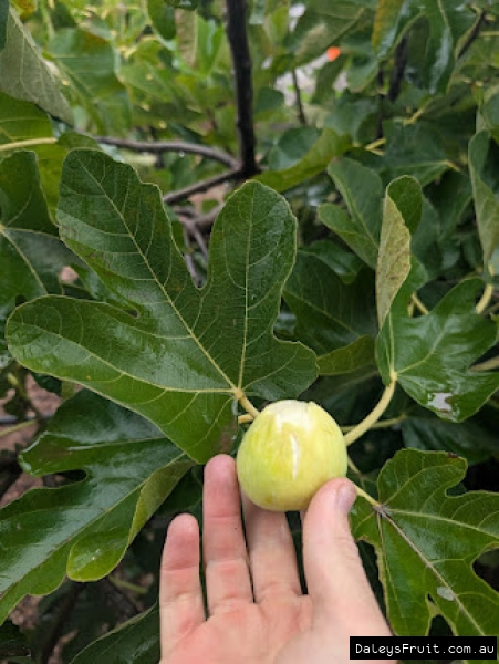 White Verde Fig fruit held against leaf for ID