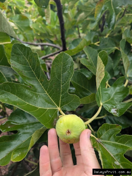 White Verde Fig fruit held against leaf for ID