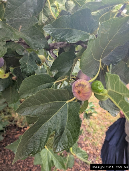 Spanish Desert Fig fruit developing on branch