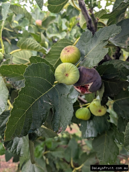 Spanish Dessert Fig fruit developing on branch