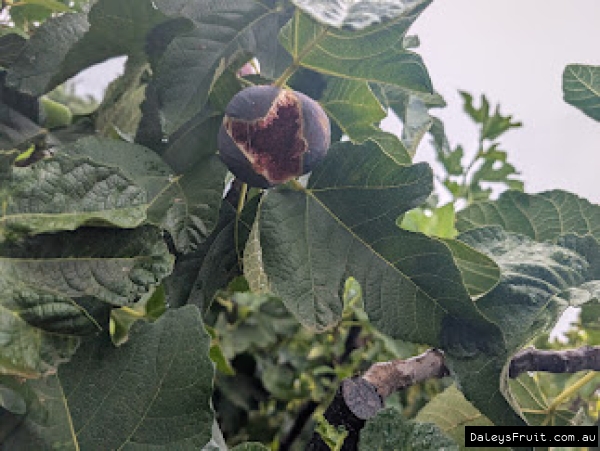 Spanish Dessert Fig fruit developing on branch