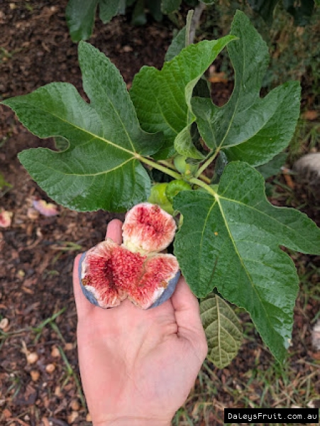 Spanish Dessert Fig fruit held against leaf for ID