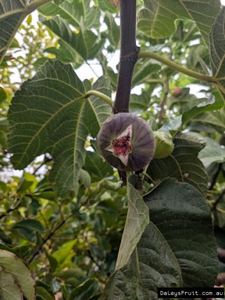 Spanish Dessert Fig fruit developing on branch