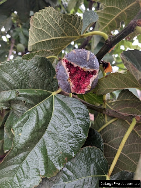 Adam's Pride Fig fruit developing on branch