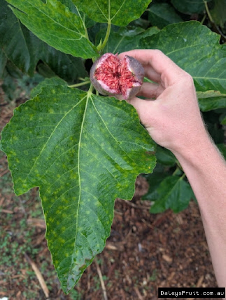 Adam's Pride Fig fruit held against leaf for ID