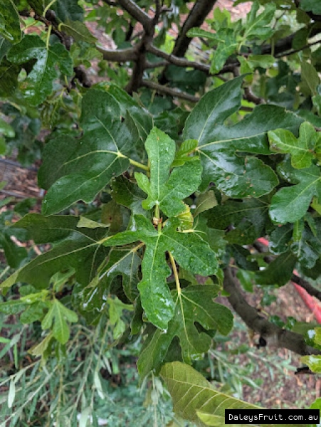 Capterra Hava Fig showing green leaves