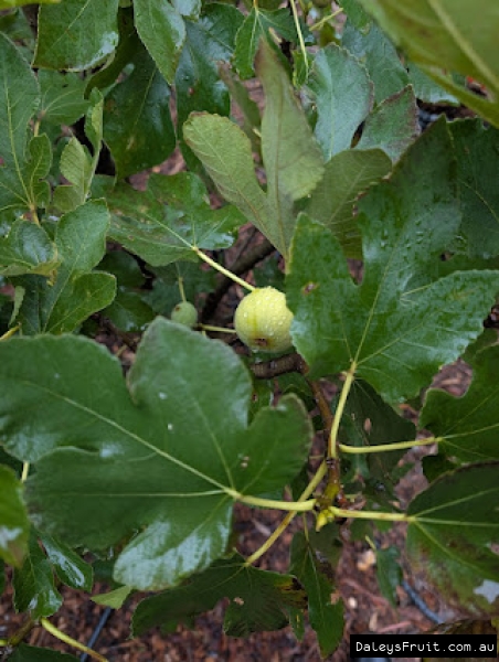 Torbruk Fig fruit developing on branch
