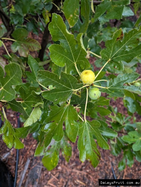 Torbruk Fig fruit developing on branch